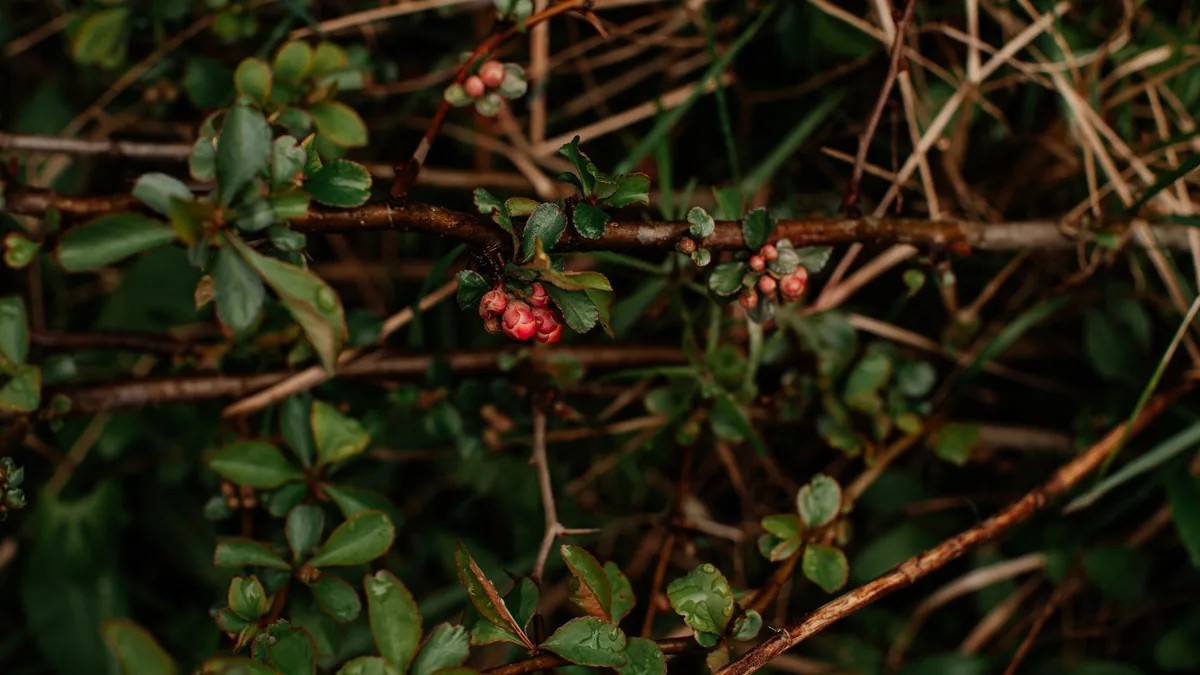 Detailed image of small red berries and green leaves on a bush branch, ideal for nature themes.