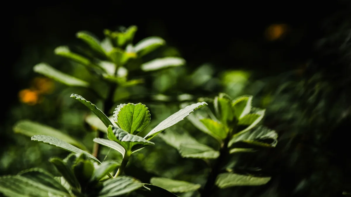 Trimology Ingredients Explained