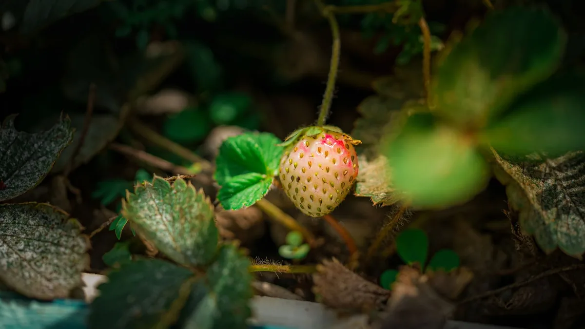 Close-up of a ripening strawberry surrounded by green foliage in a garden.