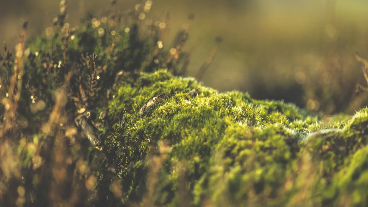 Detailed close-up of vibrant green moss on a sunny day, showcasing texture and natural beauty.